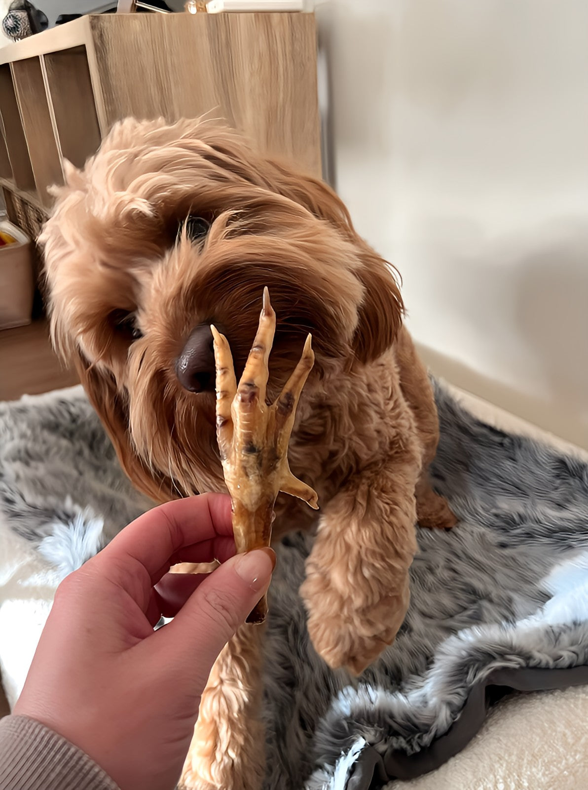 CHICKEN FEET