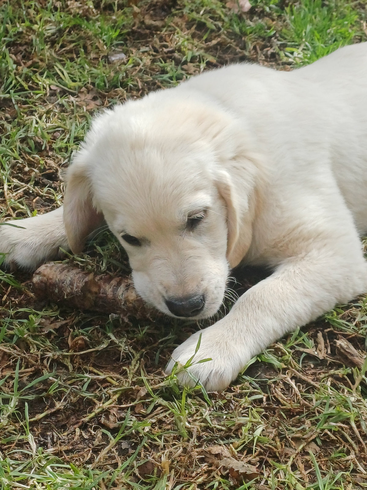 BEEF TRACHEA MOO CHEWS 15-20cm