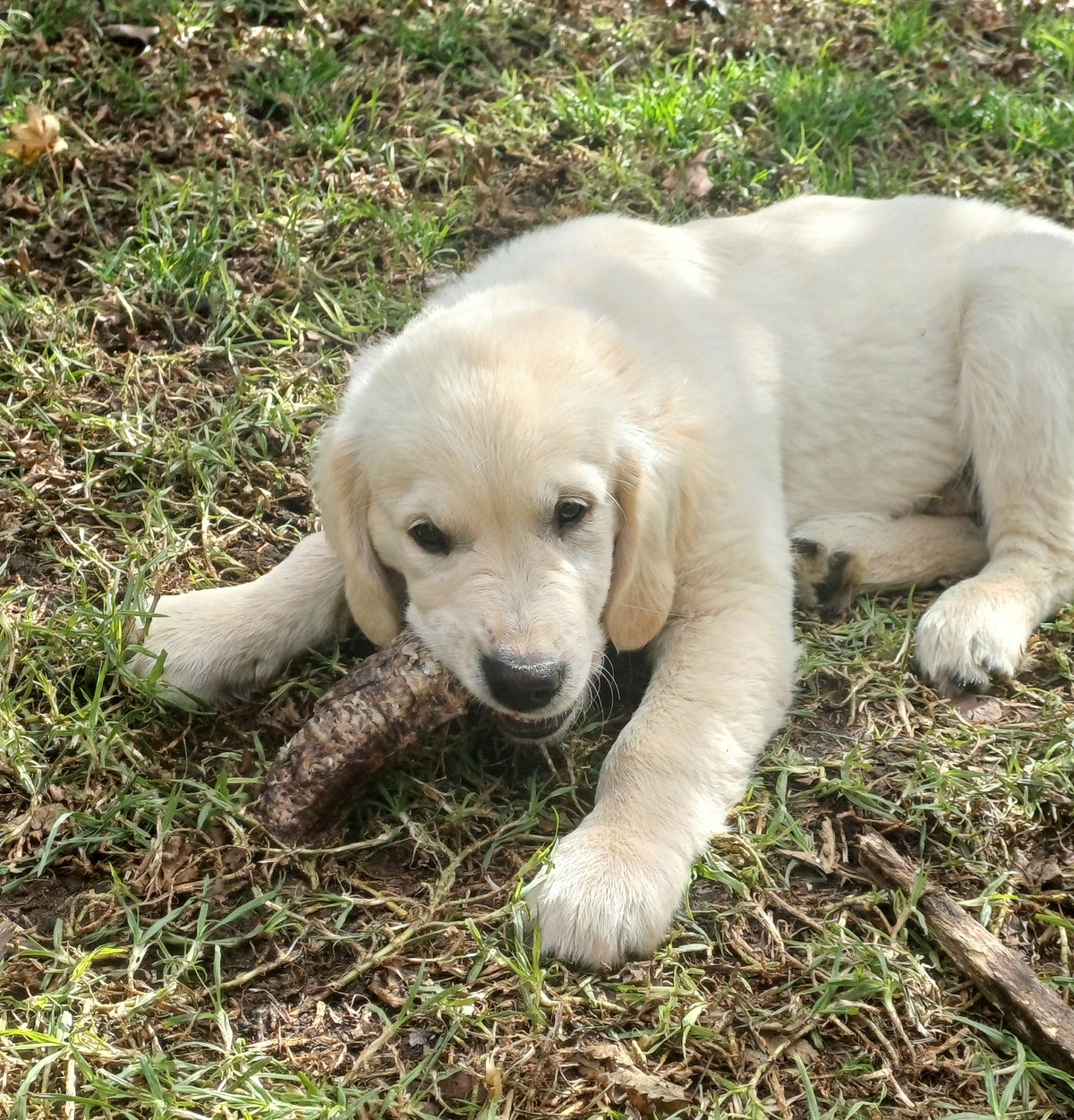 BEEF TRACHEA MOO CHEWS 15-20cm