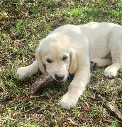 BEEF TRACHEA MOO CHEWS 15-20cm